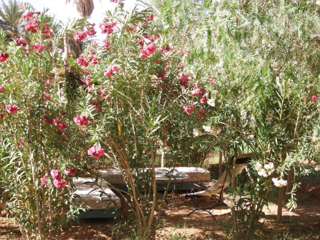 Bed and Breakfast Dar Paru M'Hamid El Ghizlane Exterior foto